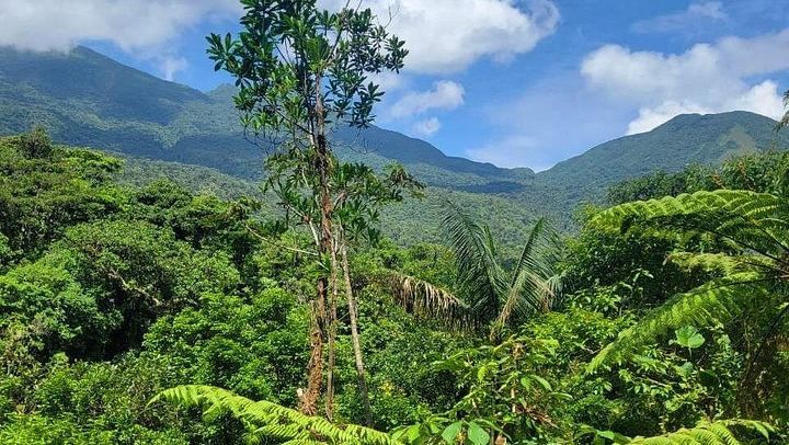 Rio Celeste Waterfall, Sloth Walk, La Abeja Lunch and Coffee-Cacao Farm (1/9)
