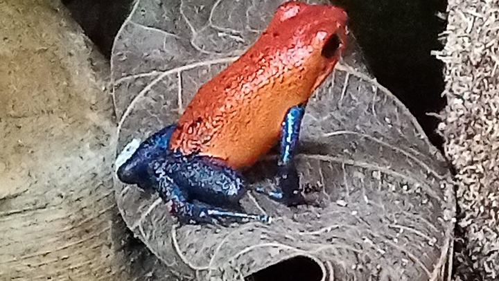 Private Rio Celeste Waterfall, Sloth Sanctuary and Butterfly Farm Day from Playa Flamingo (1/12)