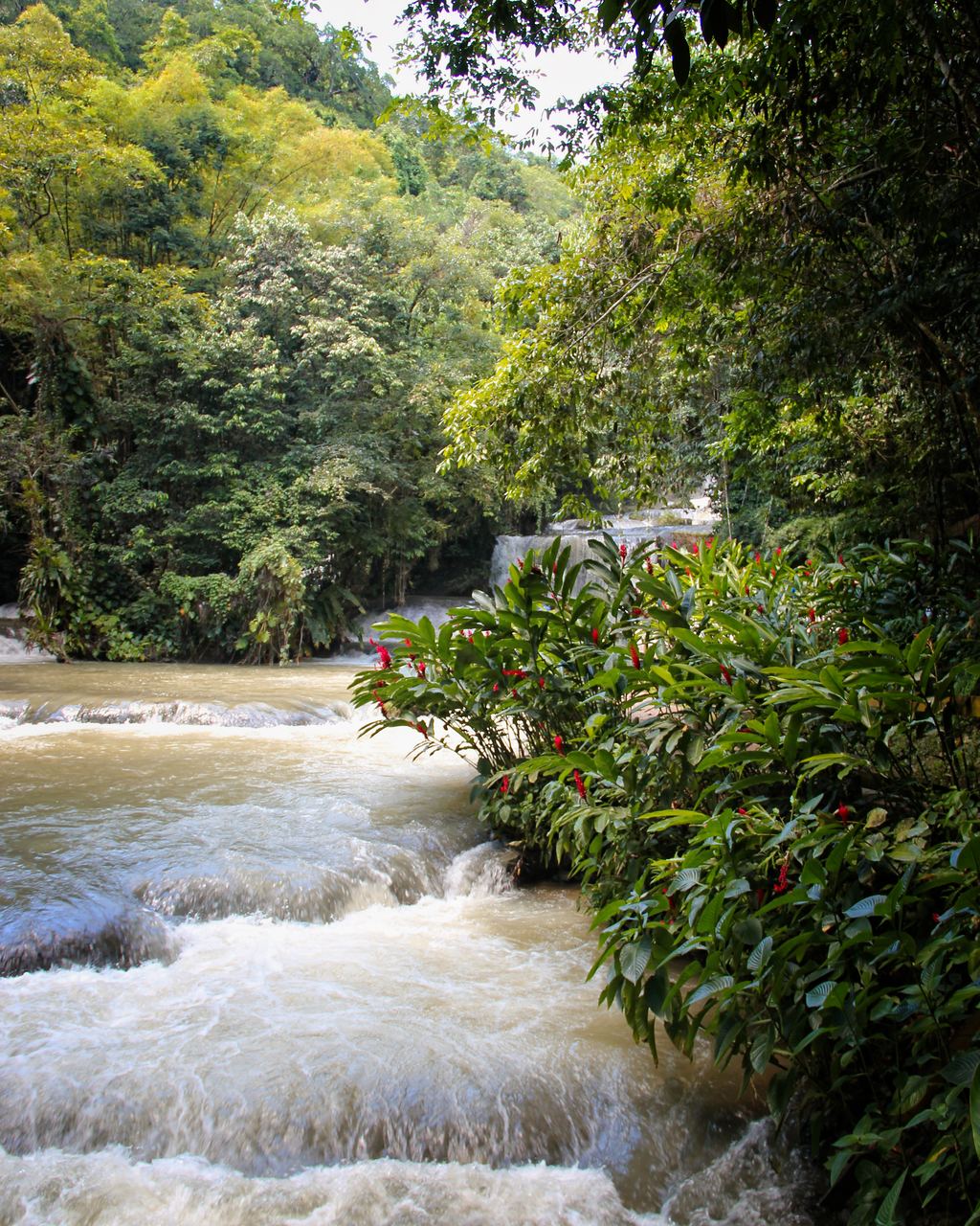 Whitewater running over low rock steps beside red ginger plants, Jamaica