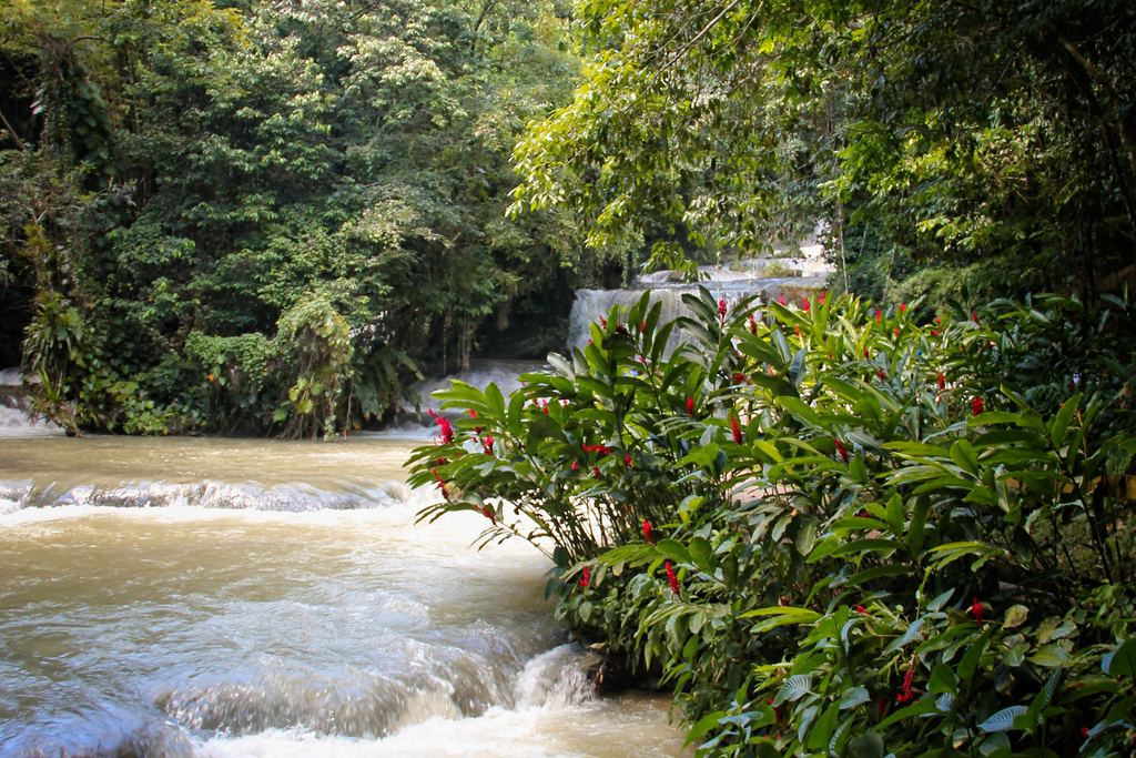 Whitewater running over low rock steps beside red ginger plants, Jamaica