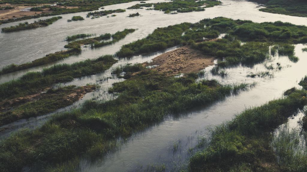 A wide river with little water, grassy sandbars and shallow channels seen from above