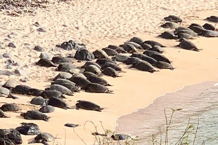 Road to Hana Tour: Wai'anapanapa Black Sand Beach, Ho'okipa Turtles and Banana Bread (9/12)