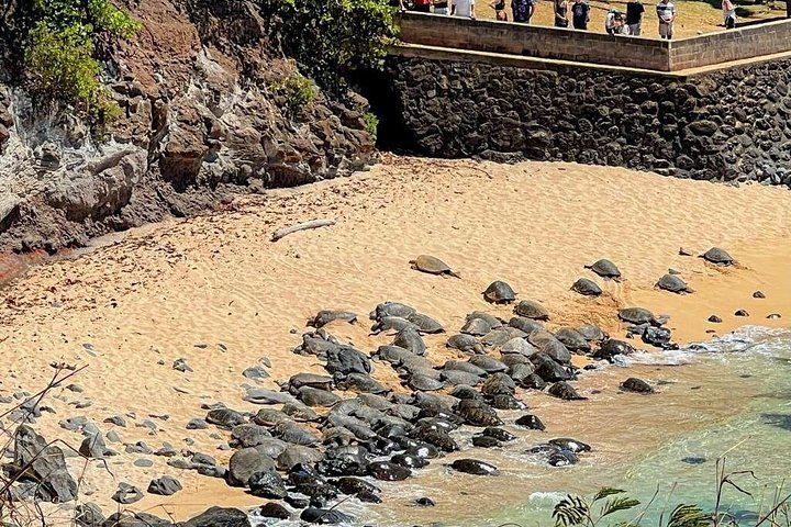 Road to Hana Tour: Wai'anapanapa Black Sand Beach, Ho'okipa Turtles and Banana Bread (8/12)