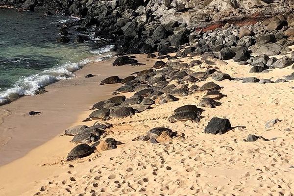 Full-Day Narrated Road to Hana Drive with Breakfast, Lunch and Black Sand Beach, 7 Hours