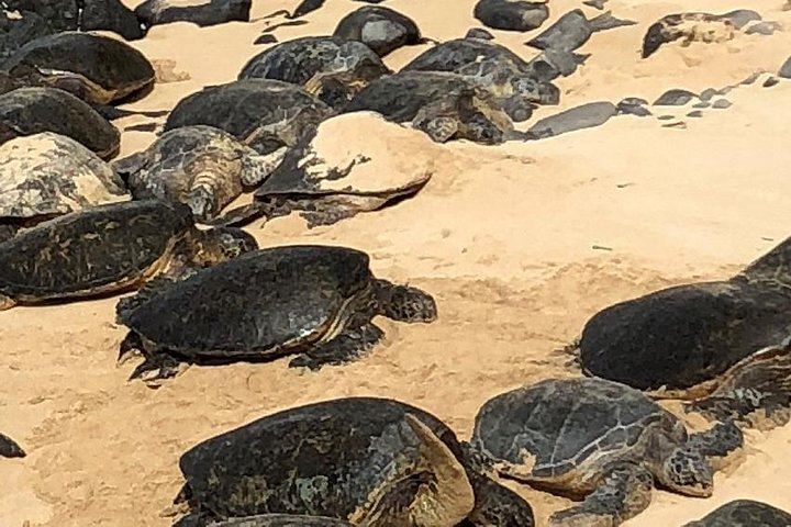 Full-Day Narrated Road to Hana Drive with Breakfast, Lunch and Black Sand Beach, 7 Hours (5/12)