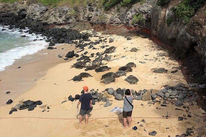 Full-Day Narrated Road to Hana Drive with Breakfast, Lunch and Black Sand Beach, 7 Hours (7/12)