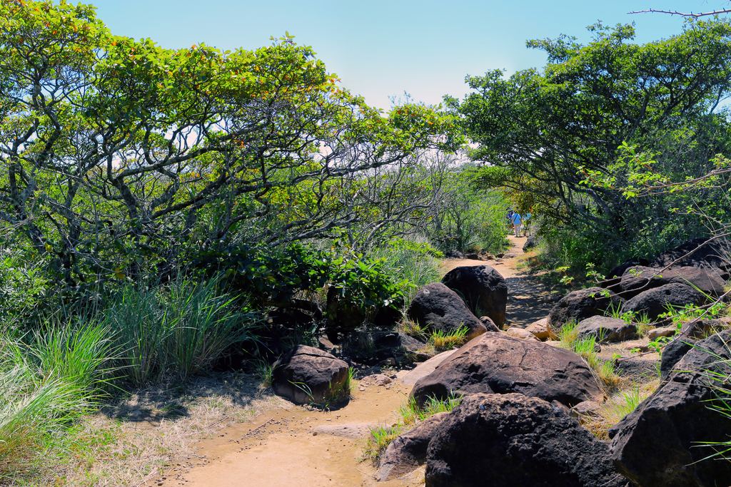 Rocky trail with dark boulders and low trees in Rincón de la Vieja National Park, Costa Rica