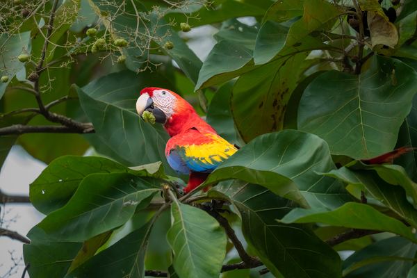 Nauyaca & Manuel Antonio Waterfall Tours