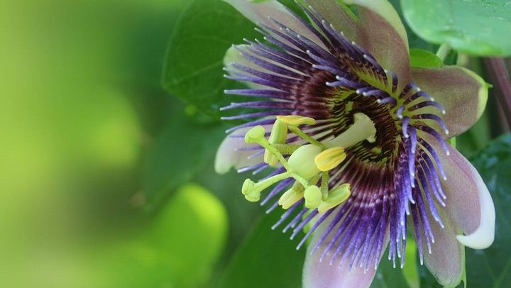 Kings Gardens Maui: Mini Waterfall Hike, Organic Chocolate Tasting and Ancient Sites (4/10)