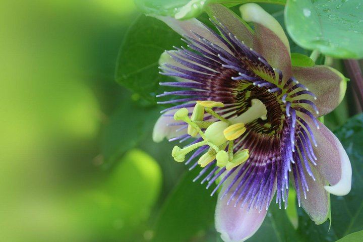 Kings Gardens Maui: Mini Waterfall Hike, Organic Chocolate Tasting and Ancient Sites (4/10)