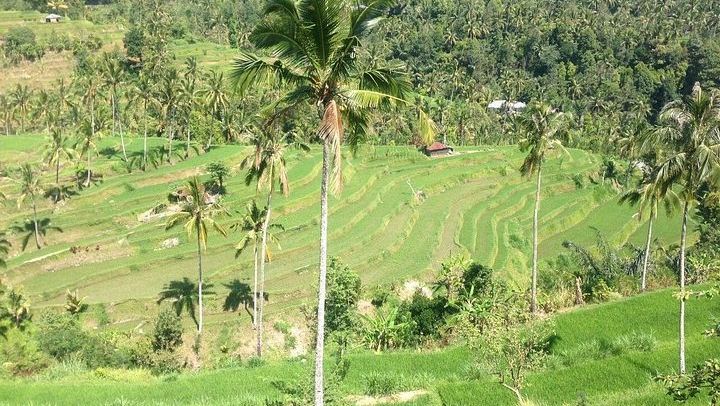 Private Sekumpul Waterfall Trek through Rice Fields with Coffee Plantation and Ulun Danu (1/8)