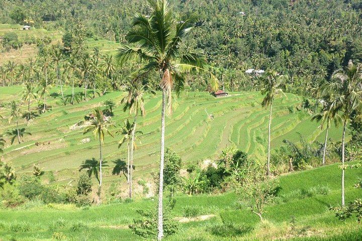 Private Sekumpul Waterfall Trek through Rice Fields with Coffee Plantation and Ulun Danu (1/8)