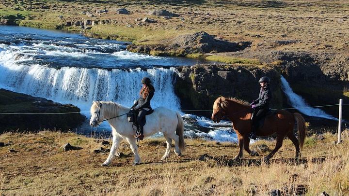 30-Minute Icelandic Horse Ride to Reykjafoss Waterfall from Hestasport in Varmahlid (2/5)