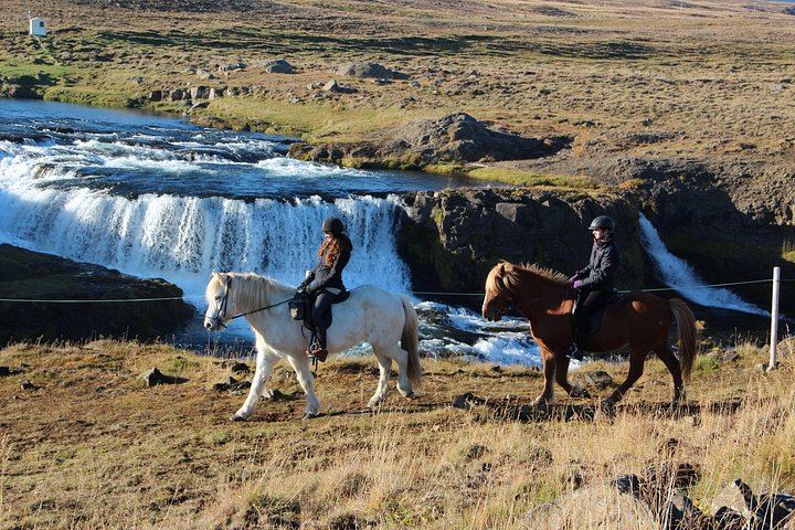 30-Minute Icelandic Horse Ride to Reykjafoss Waterfall from Hestasport in Varmahlid (2/5)