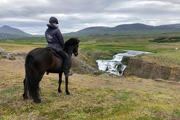 30-Minute Icelandic Horse Ride to Reykjafoss Waterfall from Hestasport in Varmahlid