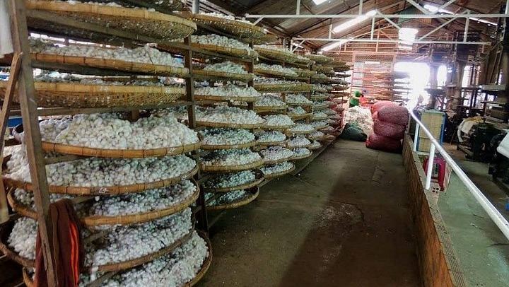 Dalat Countryside and Three Waterfalls Day: Flower Village, Silk Factory, Cricket Farm (1/9)