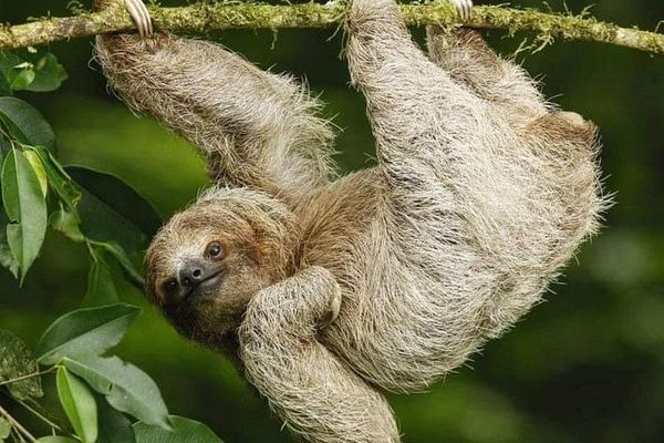 Private Bijagua Sloth Walk and Llanos del Cortez Tiered Waterfalls near Bagaces