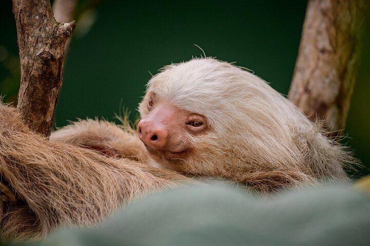Rio Celeste Hike, Llanos de Cortes Falls and Sloth Sanctuary from Tamarindo (3/12)
