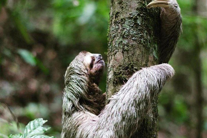 Rio Celeste Hike, Llanos de Cortes Falls and Sloth Sanctuary from Tamarindo (5/12)