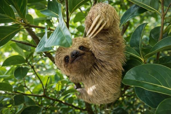 Family-Run Llanos de Cortés Swim, Bijagua Sloth Walk, Coffee and Chocolate Farm with Lunch
