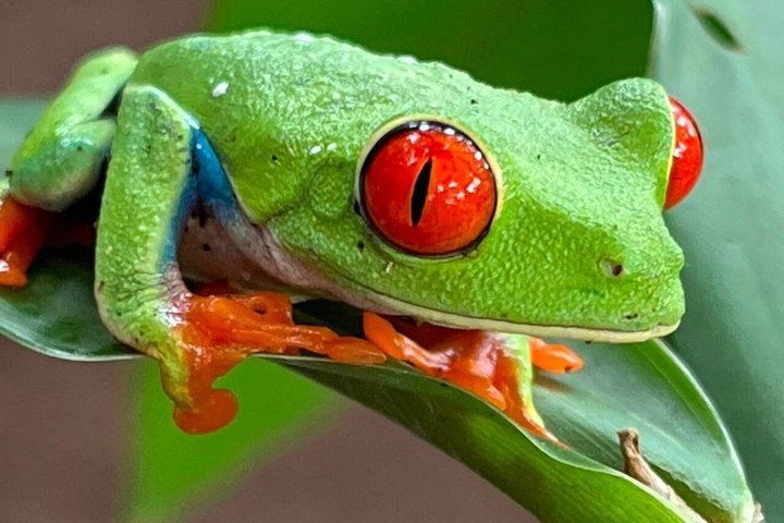 Family-Run Llanos de Cortés Swim, Bijagua Sloth Walk, Coffee and Chocolate Farm with Lunch (7/12)