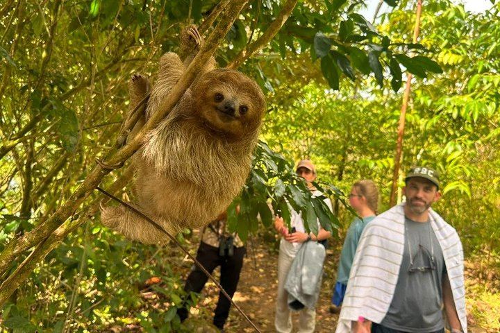 Sloth Watching, Miravalles Hot Springs, Mud Bath and Waterfall Viewing with Lunch (1/12)