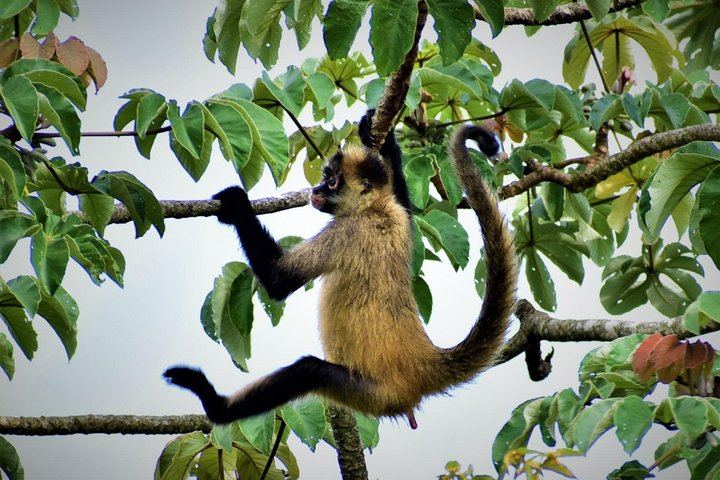 Sloth Watching, Miravalles Hot Springs, Mud Bath and Waterfall Viewing with Lunch (7/12)