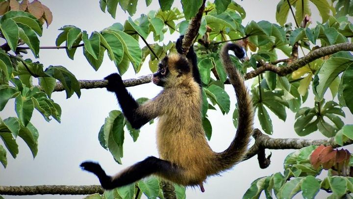 Rio Celeste, Llanos de Cortes Swim and Sloth Watching Rainforest Day Trip (3/12)