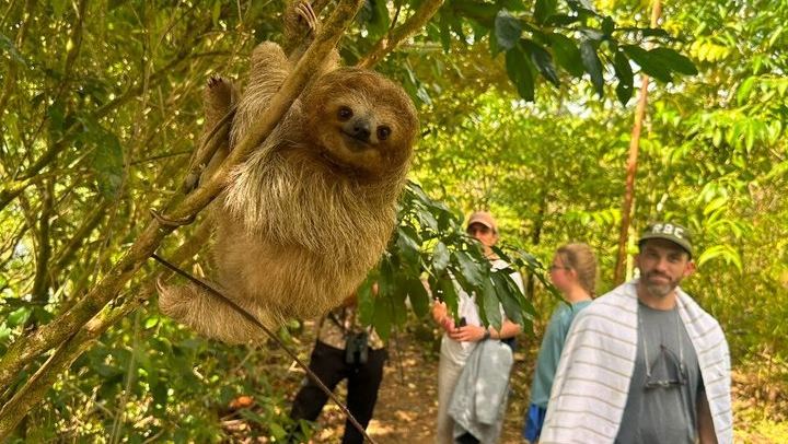 Sloth Watching, Miravalles Hot Springs, Mud Bath and Waterfall Viewing with Lunch (1/12)