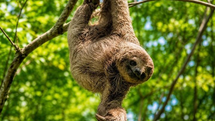 Rio Celeste, Llanos de Cortes Swim and Sloth Watching Rainforest Day Trip (2/12)