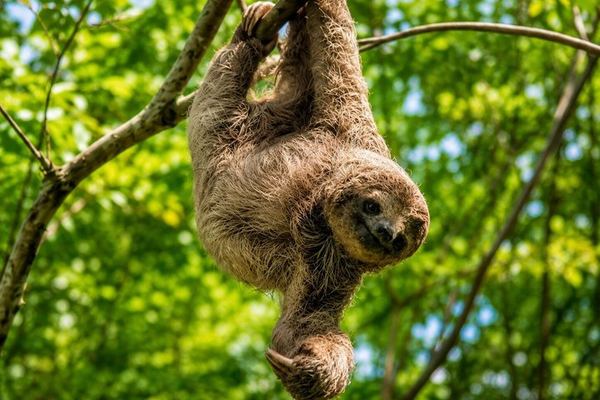 Sloth Watching, Miravalles Hot Springs, Mud Bath and Waterfall Viewing with Lunch