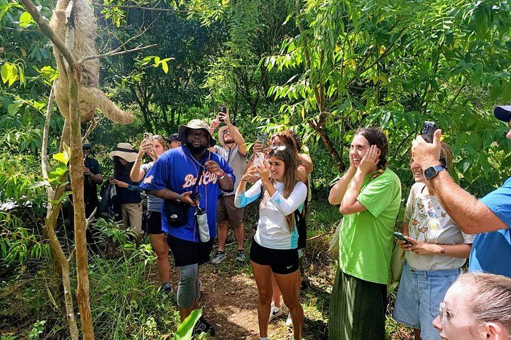 Sloth Watching, Miravalles Hot Springs, Mud Bath and Waterfall Viewing with Lunch (6/12)