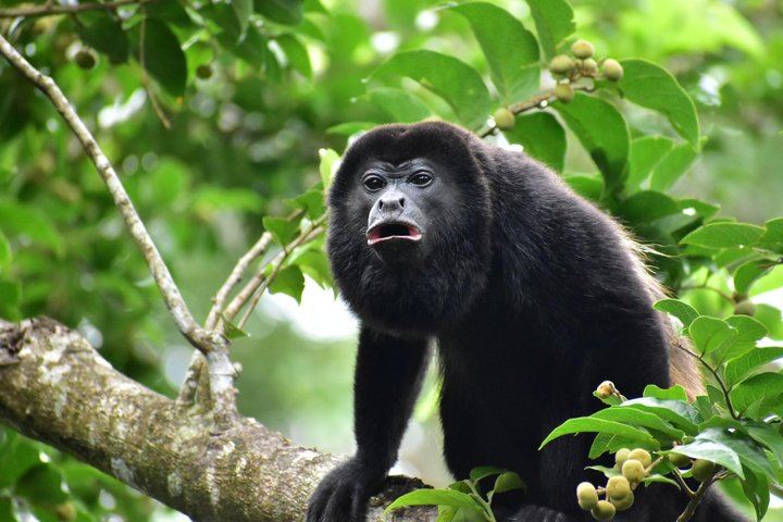 Sloth Watching, Miravalles Hot Springs, Mud Bath and Waterfall Viewing with Lunch (10/12)