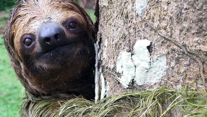 Corobicí River Safari Float, Llanos de Cortez Hike and Sloth Search with Tico Lunch (1/5)