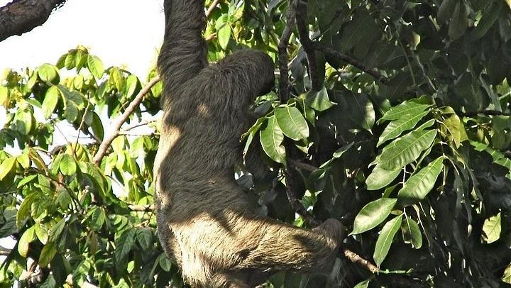 Corobicí River Safari Float, Llanos de Cortez Hike and Sloth Search with Tico Lunch (2/5)