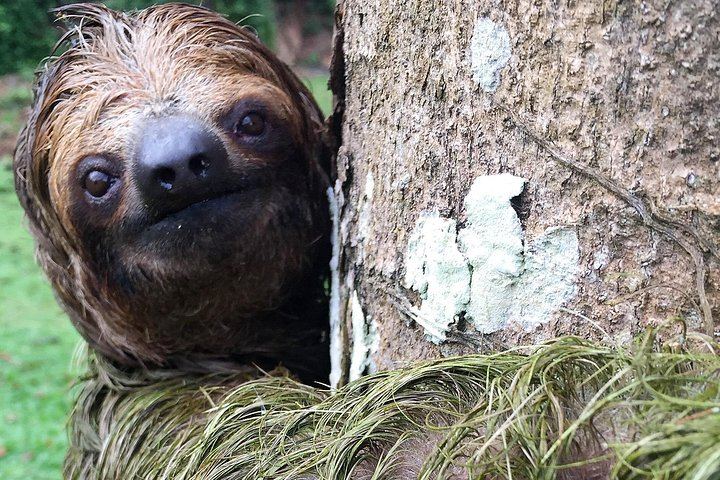 Corobicí River Safari Float, Llanos de Cortez Hike and Sloth Search with Tico Lunch (1/5)
