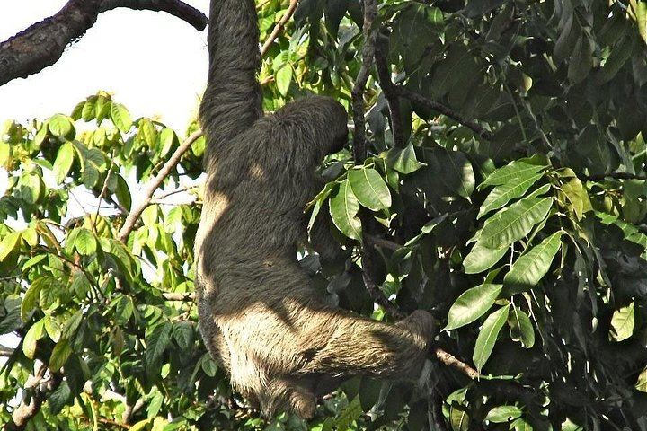 Corobicí River Safari Float, Llanos de Cortez Hike and Sloth Search with Tico Lunch (2/5)