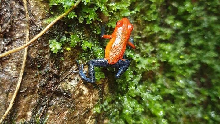 Llanos de Cortes Cliff Jump, 1-Hour Rio Celeste Hike and Sloth Walk (3/12)