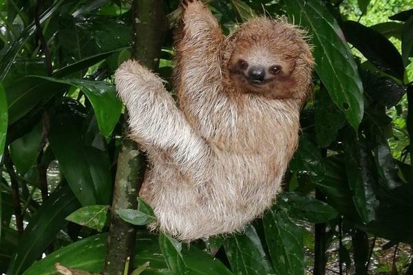 Llanos de Cortes Cliff Jump, 1-Hour Rio Celeste Hike and Sloth Walk