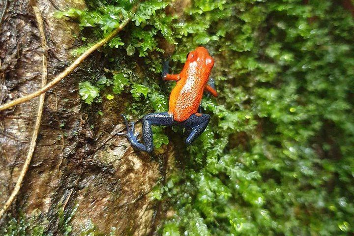 Llanos de Cortes Cliff Jump, 1-Hour Rio Celeste Hike and Sloth Walk (3/12)
