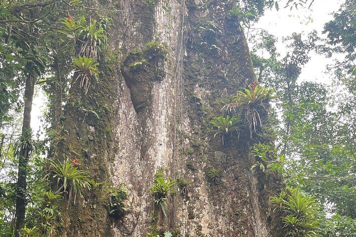 Llanos de Cortes Cliff Jump, 1-Hour Rio Celeste Hike and Sloth Walk (8/12)