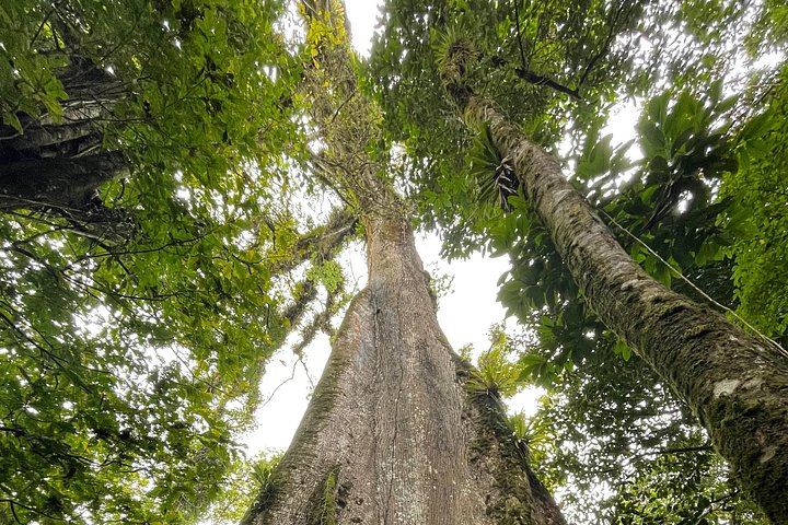 Llanos de Cortes Cliff Jump, 1-Hour Rio Celeste Hike and Sloth Walk (10/12)