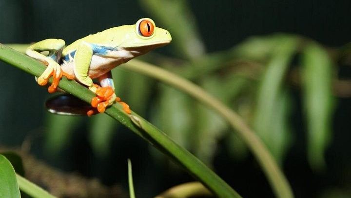Sloth, Monkey and Dart Frog Day with Llanos de Cortés Hike, Tico Lunch and Guide (2/6)