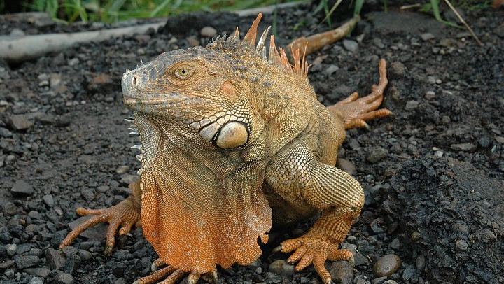 Sloth, Monkey and Dart Frog Day with Llanos de Cortés Hike, Tico Lunch and Guide (4/6)