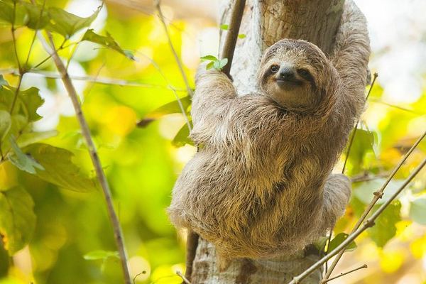 Corobicí River Safari Float, Llanos de Cortez Hike and Sloth Search with Tico Lunch