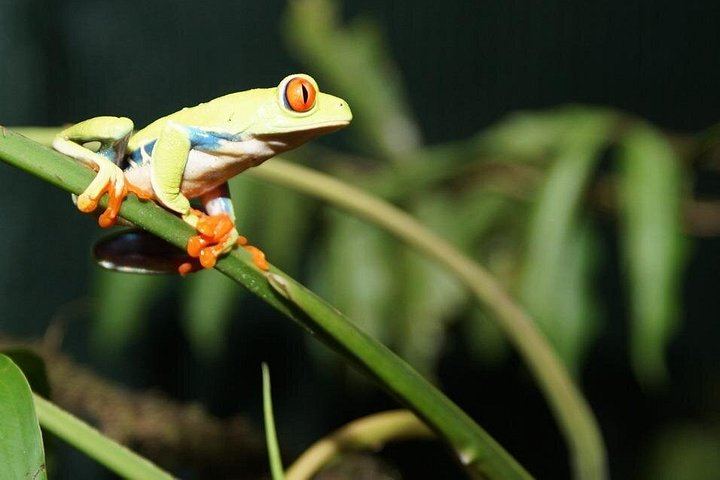 Sloth, Monkey and Dart Frog Day with Llanos de Cortés Hike, Tico Lunch and Guide (2/6)