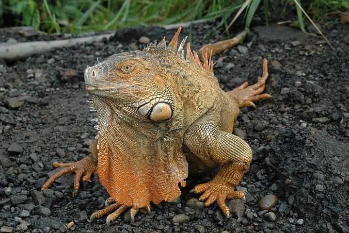 Sloth, Monkey and Dart Frog Day with Llanos de Cortés Hike, Tico Lunch and Guide (4/6)