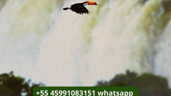 Small Group Iguazu Falls Day Tour, Argentina and Brazil Sides with Guide (4/12)