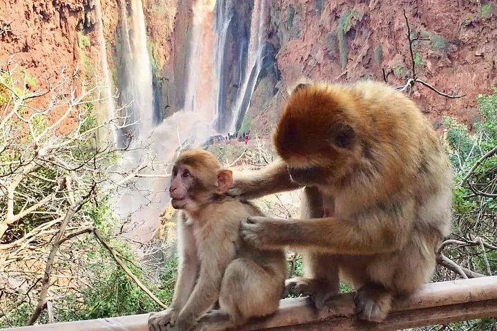 Ouzoud Waterfalls Full-Day Minibus Trip with Optional Boat Ride from Marrakech (5/9)