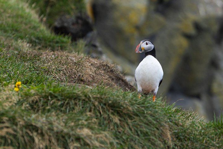 South Coast Day Tour with Free Time in Vik, Glacier Viewing and Seljalandsfoss (10/12)